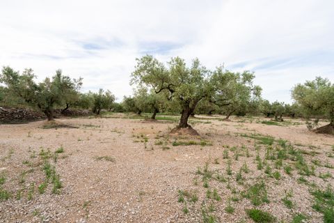 Finca i Ulldecona, Tarragona, Ulldecona - € 16.500 | Ref: 366 - foto 4