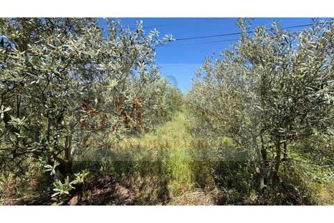 Helårsgrund i Alenquer, Lisbon, Alenquer - € 80.000 | Ref: SM_252 - foto 12