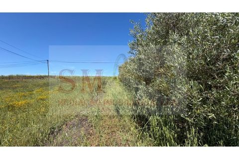 Helårsgrund i Alenquer, Lisbon, Alenquer - € 80.000 | Ref: SM_252 - foto 20