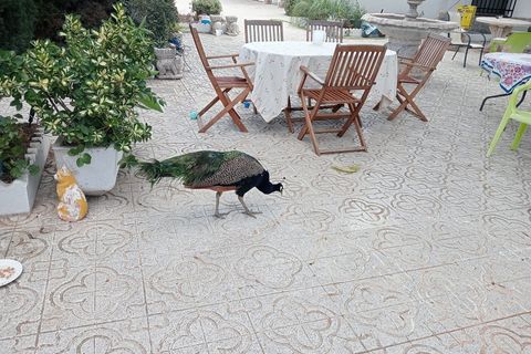 Villa i Sax, Alicante, Sax - € 325.000 | Ref: PT3117 - foto 15