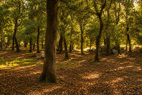 Landejendom i Escorca, Mallorca, Escorca - € 6.000.000 | Ref: SAE 2021 - foto 17