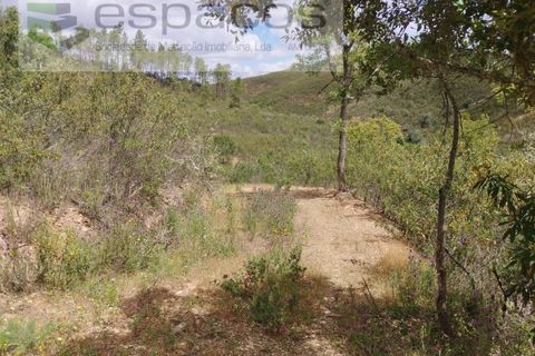 Tomt i Perais, Castelo Branco, Perais - € 19 000 | Ref: 5540/(3)EM_RR - foto 7