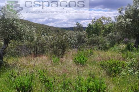 Tomt i Perais, Castelo Branco, Perais - € 19 000 | Ref: 5540/(3)EM_RR - foto 8