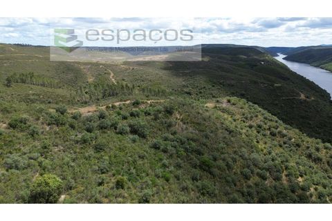 Tomt i Perais, Castelo Branco, Perais - € 19 000 | Ref: 5540/(3)EM_RR - foto 14