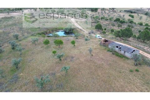 Terra a Perais, Castelo Branco, Perais - € 29.500 | Ref: 5540/(2)Em_RR - foto 5