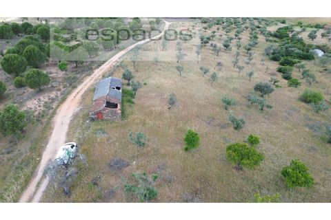 Terra a Perais, Castelo Branco, Perais - € 29.500 | Ref: 5540/(2)Em_RR - foto 6
