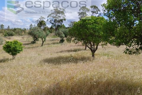 Terra a Perais, Castelo Branco, Perais - € 29.500 | Ref: 5540/(2)Em_RR - foto 16