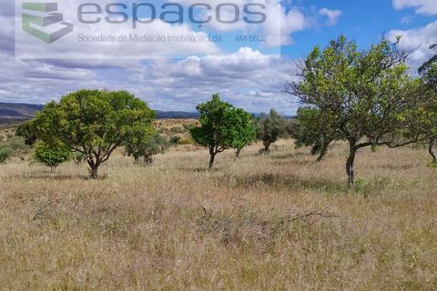 Terra a Perais, Castelo Branco, Perais - € 29.500 | Ref: 5540/(2)Em_RR - foto 17