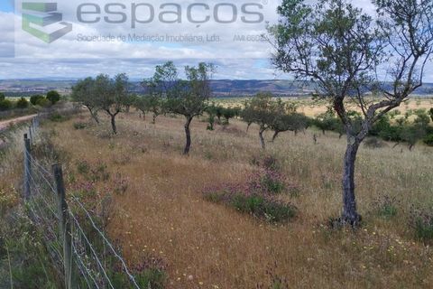 Terra a Perais, Castelo Branco, Perais - € 29.500 | Ref: 5540/(2)Em_RR - foto 18