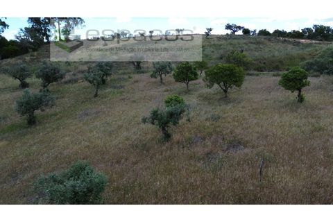 Terra a Perais, Castelo Branco, Perais - € 29.500 | Ref: 5540/(2)Em_RR - foto 20