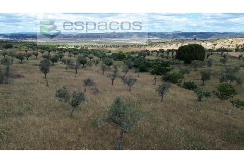 Terra a Perais, Castelo Branco, Perais - € 29.500 | Ref: 5540/(2)Em_RR - foto 21