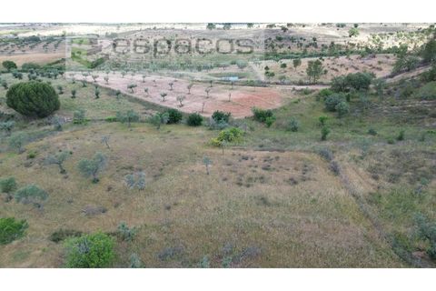 Terra a Perais, Castelo Branco, Perais - € 29.500 | Ref: 5540/(2)Em_RR - foto 22