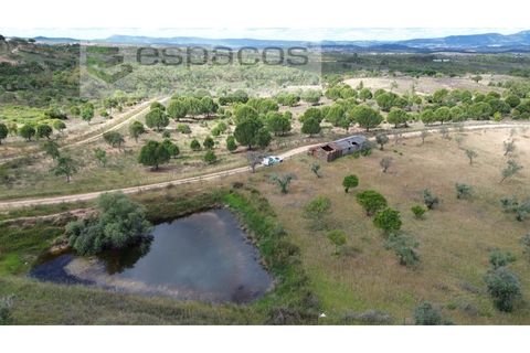 Terra a Perais, Castelo Branco, Perais - € 29.500 | Ref: 5540/(2)Em_RR - foto 26