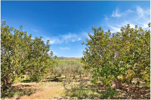 Landejendom i Manacor, Mallorca, Manacor - € 780.000 | Ref: G&P_001365 - foto 14