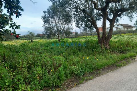 Helårsgrund i Pombal, Leiria, Pombal - € 95.000 | Ref: ANG1601 - foto 3