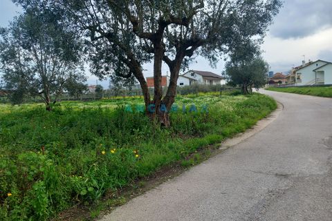 Helårsgrund i Pombal, Leiria, Pombal - € 95.000 | Ref: ANG1601 - foto 4