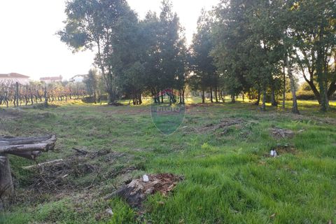 Helårsgrund i Viseu, Viseu, Viseu - € 165.000 | Ref: 1915/V - foto 3
