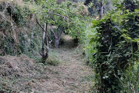 Terra a Rometta, Messina, Rometta - € 14.000 | Ref: VSP341 - foto 19