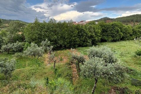 Terra a Castelo Branco, Castelo Branco, Castelo Branco - € 7.000 | Ref: 921143 - foto 2