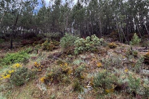Terra a Castelo Branco, Castelo Branco, Castelo Branco - € 7.000 | Ref: 921143 - foto 3