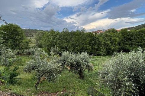 Terra a Castelo Branco, Castelo Branco, Castelo Branco - € 7.000 | Ref: 921143 - foto 4