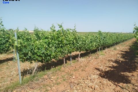 Tomt i Badajoz, Badajoz, Badajoz - € 880 000 | Ref: 2026-131/12527 - foto 4