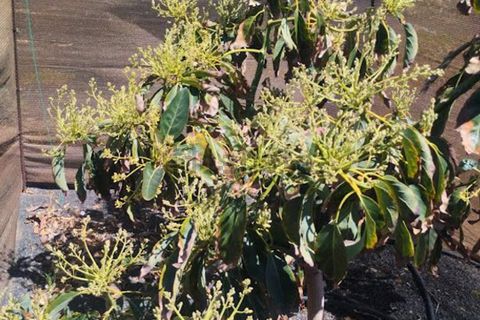 Villa i Arrieta, Lanzarote, Arrieta - € 379.000 | Ref: es5555058 - foto 31