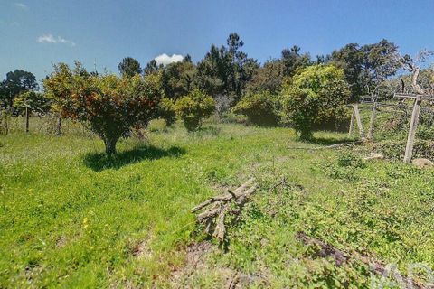 Terra a Serta, Castelo Branco, Serta - € 22.000 | Ref: 920369 - foto 10