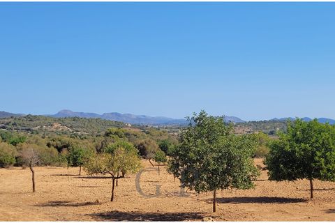 Terra a Manacor, Mallorca, Manacor - € 390.000 | Ref: G&amp;amp;P_001367 - foto 11