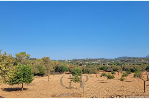 Terra a Manacor, Mallorca, Manacor - € 390.000 | Ref: G&amp;amp;P_001367 - foto 14