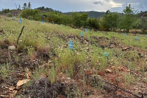 Farm i Castelo Branco, Castelo Branco, Castelo Branco - € 17.000 | Ref: 918005 - foto 6