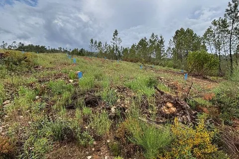 Farm i Castelo Branco, Castelo Branco, Castelo Branco - € 17.000 | Ref: 918005 - foto 8