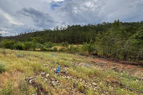 Farm i Castelo Branco, Castelo Branco, Castelo Branco - € 17.000 | Ref: 918005 - foto 10