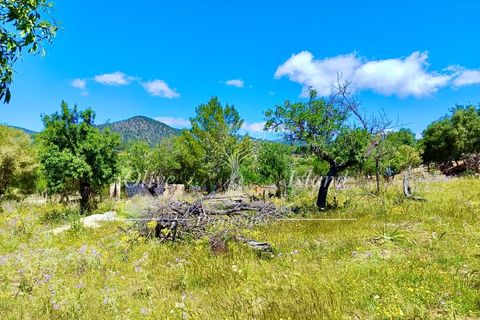 Terrain - Alaro, Mallorca, Alaro - € 195 000 | Réf : ALR619 - photo 9