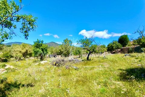 Terrain - Alaro, Mallorca, Alaro - € 195 000 | Réf : ALR619 - photo 10