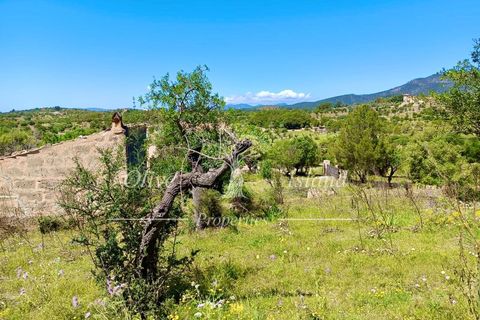 Terrain - Alaro, Mallorca, Alaro - € 195 000 | Réf : ALR619 - photo 14