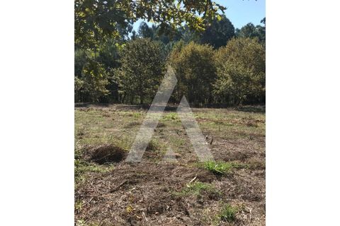 Helårsgrund i Oliveira do Bairro, Aveiro, Oliveira do Bairro - € 372.000 | Ref: 1030996/26BL - foto 8