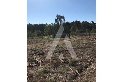 Helårsgrund i Oliveira do Bairro, Aveiro, Oliveira do Bairro - € 372.000 | Ref: 1030996/26BL - foto 11