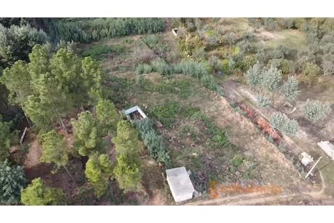 Terra a Dominguizo, Castelo Branco, Dominguizo - € 25.000 | Ref: SÒL_109 - foto 6