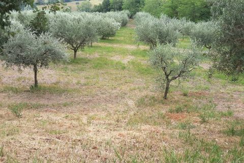 Erhvervsejendom i Offagna, Ancona, Offagna - € 650.000 | Ref: 5167 - foto 2