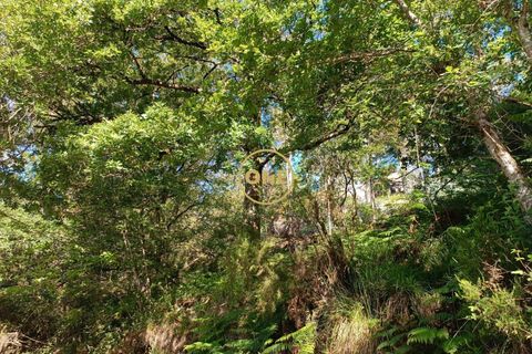 Tomt i Terras de Bouro, Braga, Terras de Bouro - € 27 500 | Ref: ONE141671-6 - foto 6