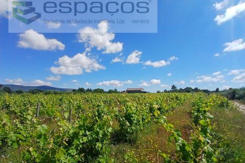Farm i Fundao, Castelo Branco, Fundao - € 62.000 | Ref: 5547/RR_EM - foto 6