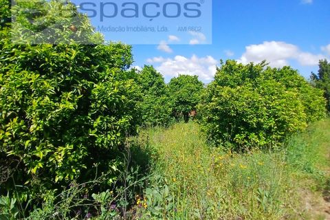 Farm i Fundao, Castelo Branco, Fundao - € 62.000 | Ref: 5547/RR_EM - foto 10