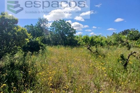 Farm i Fundao, Castelo Branco, Fundao - € 62.000 | Ref: 5547/RR_EM - foto 15