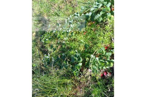 Farm i Fundao, Castelo Branco, Fundao - € 62.000 | Ref: 5547/RR_EM - foto 19