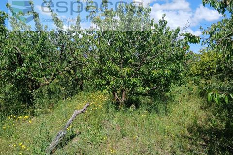 Farm i Fundao, Castelo Branco, Fundao - € 62.000 | Ref: 5547/RR_EM - foto 25