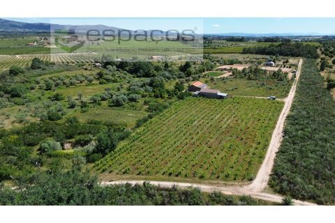 Farm i Fundao, Castelo Branco, Fundao - € 62.000 | Ref: 5547/RR_EM - foto 39