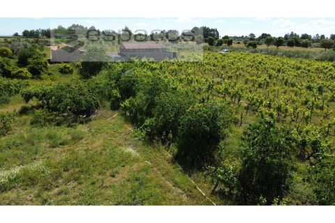 Farm i Fundao, Castelo Branco, Fundao - € 62.000 | Ref: 5547/RR_EM - foto 50