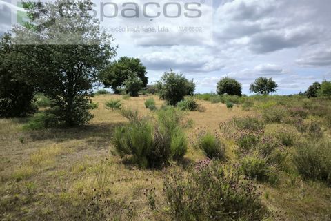 Helårsgrund i Castelo Branco, Castelo Branco, Castelo Branco - € 150.000 | Ref: 5556/EG - foto 14