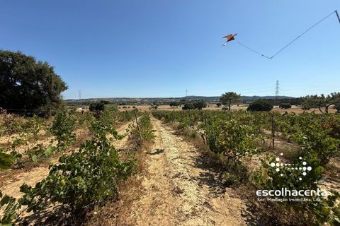 Landejendom i Palmela, Setubal, Palmela - € 320.000 | Ref: TER_2864/14154 - foto 32